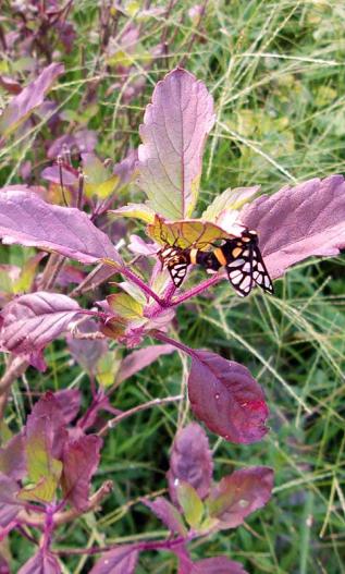 Basilic sacré avec un papillon