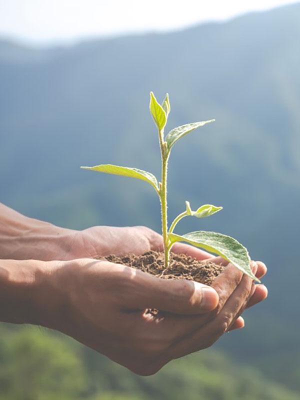 Hand holding a plant sprout