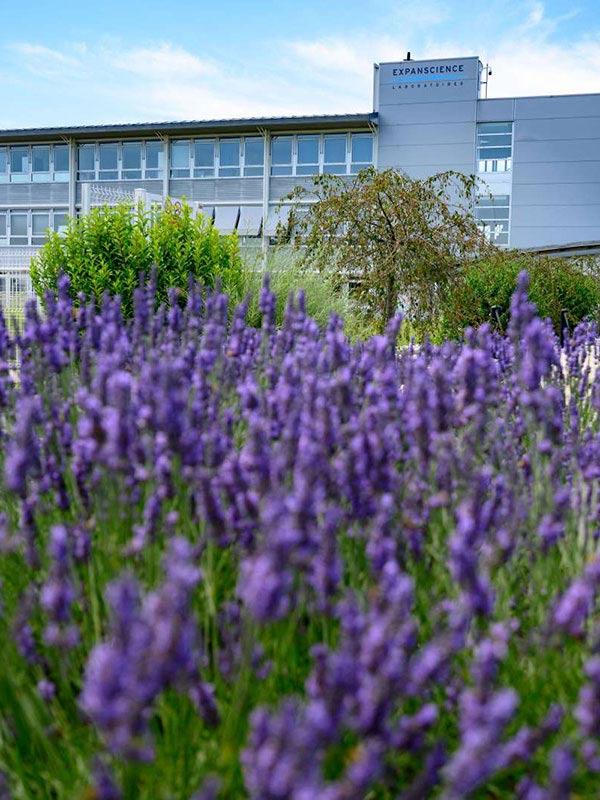 Zooming in the arms of four people banging into the buildings of the IRD and production site in Epernon with lavender in the foreground