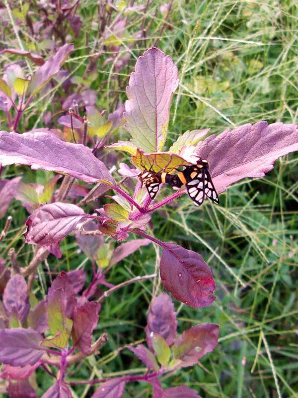 Holy basil with a butterfly