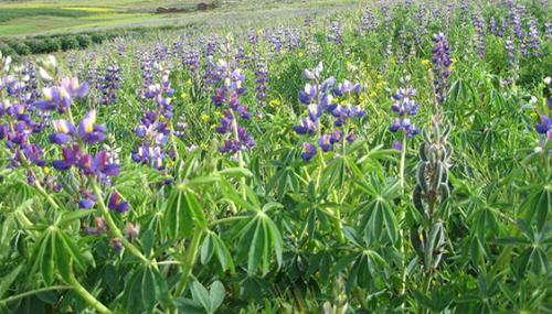 Campos de lupinos